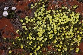 Image result for Grielum