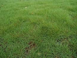 Gresik, kabupaten gresik, jawa timur, indonesia. Berapa Harga Rumput Taman Dengan Pasang Per Meter Di Bandung