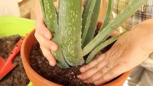 Wie jede andere topfpflanze muss auch die aloe vera gelegentlich umgetopft werden, da das substrat zusammengesackt oder an spurennährelementen verarmt ist. Aloe Vera Richtig Umtopfen Anleitung Philognosie