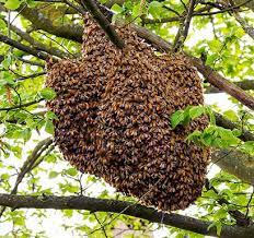 Bees can be a serious problem and if you need beehive removal in melbourne, you need the professional specialists from bees removal. Bees Removal Melbourne Emergency Pest Control 0448 955 555