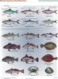 54 Studious Sea Fish Identification Chart