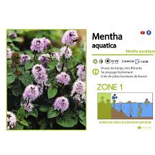 Image result for Mentha aquatica