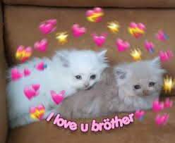 i luv u big bro oc cat catmeme catmemes cats meme memes