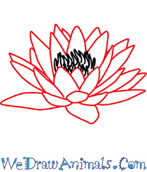 How To Draw A Water Lily Flower At this point, we are almost done with the steps to drawing a lily flower.