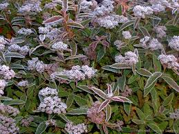 Image result for Spiraea bumalda