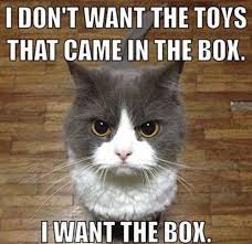 Since doggo memes got 1k views, let's try for that again! Austin Com 17 Cat Memes That Will Have You Running To Austin Animal Center