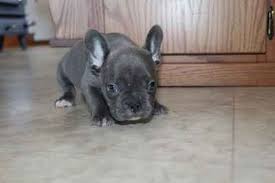 If your dog has a smooshed face and bat ears, we'd love to have you join our pack! French Bulldog Puppies For Sale Long Island Ny Puppies For Sale French Bulldog Puppies Toy Bulldog