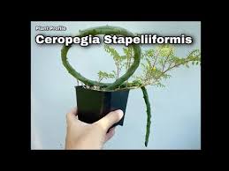 Image result for Ceropegia simplex