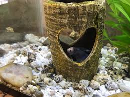 His New Favorite Hiding Spot Bettafish