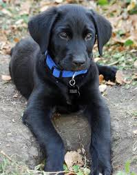 Apr 19, 2020 · the major kennel clubs around the world recognize only three colors in the labrador retriever breed: Hi My Name Is Beau I Am A Golden Retriever Labrador Retriever Omg Same Dog Same Name But Golden Retriever Mix Puppies Labrador Retriever Mix Retriever Mix