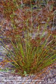 Image result for Cyperus amabilis