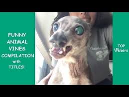 Try Not To Laugh Challenge Funny Cat Dog Vines Compilation 2017 Youtube Funny Animal Vines Challenges Funny Dog Vines