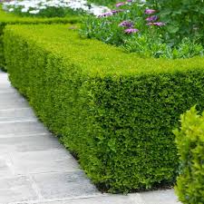 Dwarf korean boxwood shrubs, also known as nana, grow to a maximum height of 2 feet.these dwarf variety shrubs, which are shaped as small mounds and have shiny leaves, are perfect for edging garden beds. Wintergreen Boxwoods For Sale Fastgrowingtrees Com