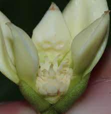 Image result for Marantochloa purpurea