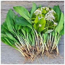 Germination and growing instructions are clearly displayed on each package for successful gardening every time. 1800 3600 Seeds Garlic And Bear Garlic Wild Ramsons Des Bois Allium Ursinum Plants Seeds Bulbs Patio Lawn Garden Semo Es
