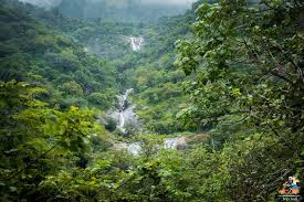 Finding A Waterfall In The Middle Of Forest Kodaikanal Tamilnadu Travellife Of Imgabbar Johncyjohnebin At Woodho Travel Couple India Travel Travel Life