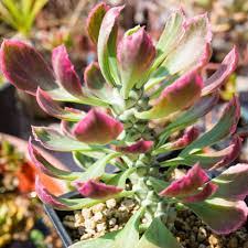 Image result for Monadenium friesii