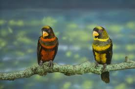 Image result for parrot