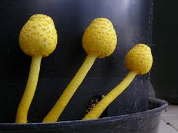 Yellow mushrooms in potted plants. Mushrooms In Your Houseplants Why They Are A Good Sign House Plant Hobbyist