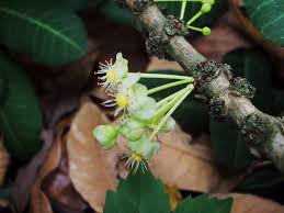 Image result for Garcinia livingstonei