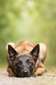 Belgium Malinois Black Belgian Malinois Puppy Belgian Shepherd Malinois Belgian Malinois Dog Belgium Malinois Belgian Malinois Puppies