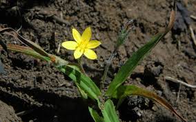 Image result for Hypoxis angustifolia