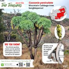 Image result for Pavetta gerstneri