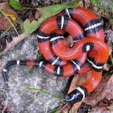 Articulos Informativos Curiosidades Curiosfera Com Especies De Serpientes Animales De La Naturaleza Reptiles Y Anfibios