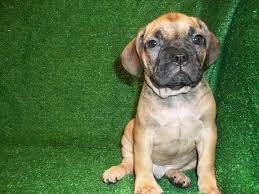 She is purebred, i was originally going to enter her as a mixed breed in the grooming competition because you can basically make up your own haircut, or. Frengle French Bulldog X Beagle Mix Info Temperament Puppies Pictures