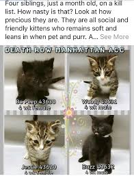 Pin On Kittens Cats Need Rescued Looking For A Good Home