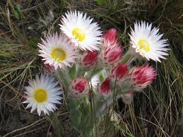 Image result for Helichrysum adenocarpum