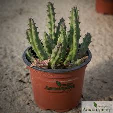 Image result for Huernia hislopii