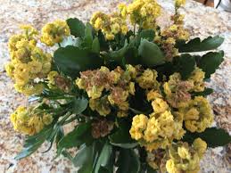 How To Care For Kalanchoe In Summer Ask An Expert