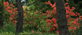 Forstbotanischer Garten Tharandt Forstbotanischer Garten Tharandt Sachsisches Landesarboretum