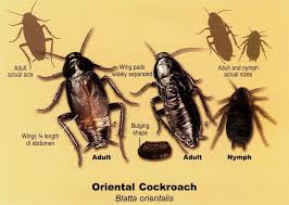 Roaches Cockroaches Roaches Bug Control