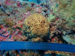 Image result for Loxodera caespitosa