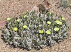 Orchid society of northern nevada webmaster: 16 Cold Hardy Cacti Ideas Cactus Plants Succulents
