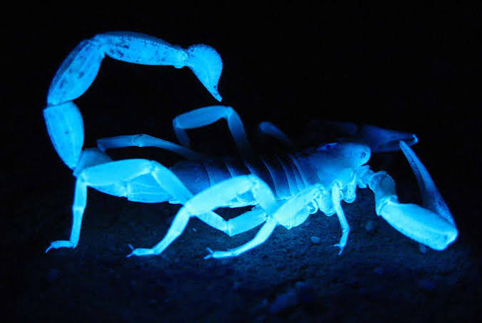 10 Striking Facts About Scorpions
