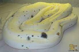 Cow Rectic Ball Python Morphs Cow Ball Python