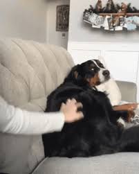 pin na doske funny dogs