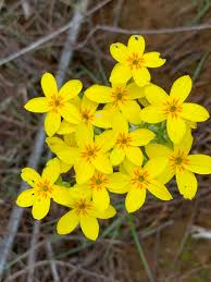Image result for Sebaea longicaulis
