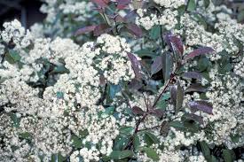 Check spelling or type a new query. Photinia Fraseri Udbg