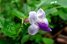 Image result for Asystasia glandulosa