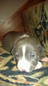 Our pitbull puppies' bloodlines are world renowned and time tested to produce the finest pitbull puppies in the world. Pitbull For Sale Connecticut