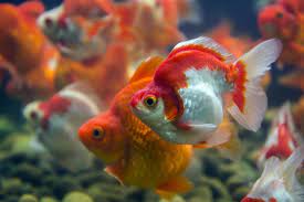 What Kind Of Water Do Goldfish Need Everything You Need To Know It S A Fish Thing