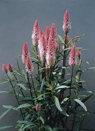 Late spring or early summer summer late summer or early fall. Celosia