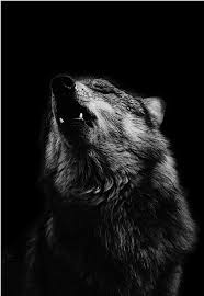 One Beast And Only One Howls In The Woods By Night Angela Carter Burning Your Boats The Collected Sho Siyah Kurtlar Kurt Ruhu Vahsi Hayvanlar