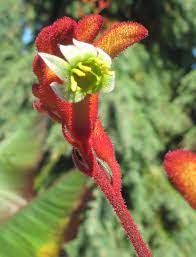 Anigozanthos Flavidus Kangaroo Paw Is Beginning To Bloom Kangaroo Paw Flowers Foliage
