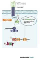 Because of this, the disease in some cases clarkson syndrome called. Cylindromatosis Cause And Treatment Nature Reviews Cancer
