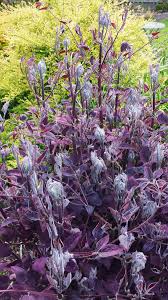 Image result for Clematis recta atropurpurea